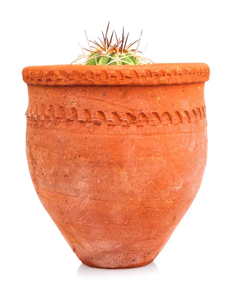 Piccolo cactus piantato su una pentola di argilla rossa — Foto Stock