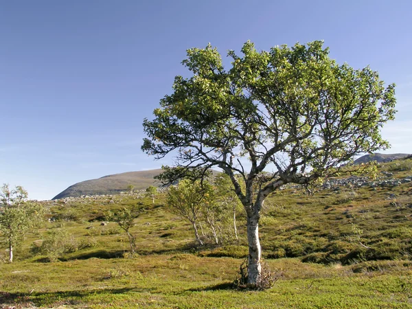 Dağ ve ağaç — Stok fotoğraf