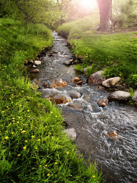 Mountain Meadow with Creek — Stock Photo, Image