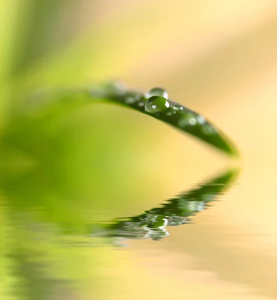 물방울이 달린 잎 — 스톡 사진