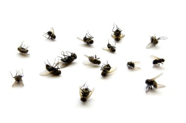 Dead Flies clipart