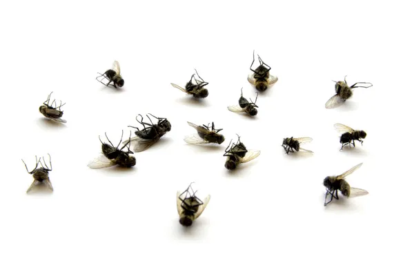 Мертві мух — стокове фото