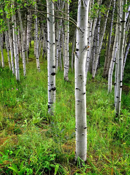 Aspen Birch Trees in Summer — Stock Photo, Image
