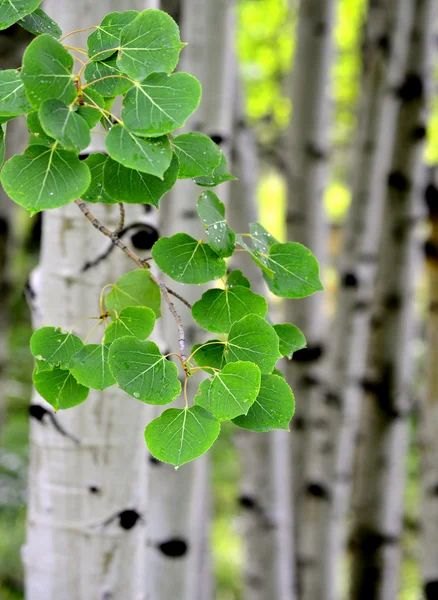 Árboles de abedul de Aspen en verano — Foto de Stock