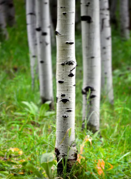 Árboles de abedul de Aspen en verano — Foto de Stock
