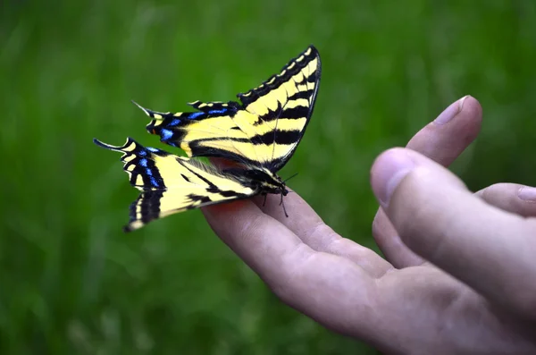 Monarch butterfly na palce — Zdjęcie stockowe