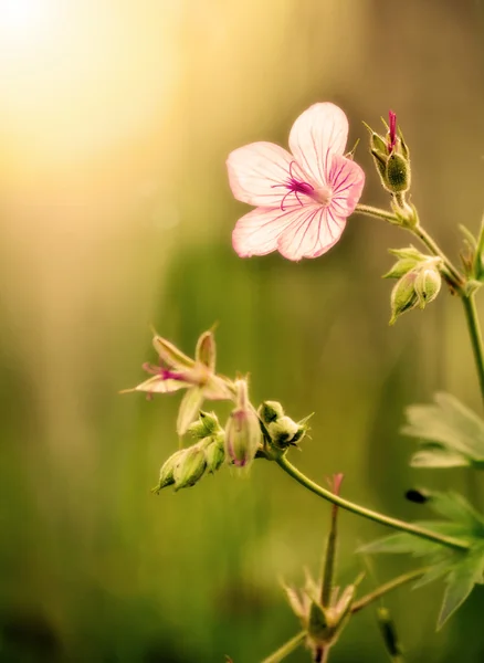 Morgon blomma — Stockfoto