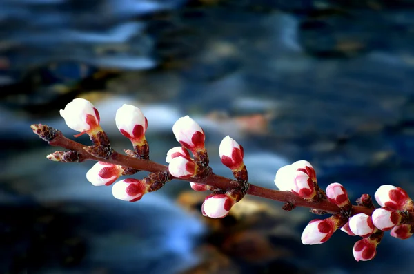 Kirschblüten und Fluss — Stockfoto