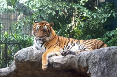 Bengal kaplanı bir kayanın üzerinde yatıyor