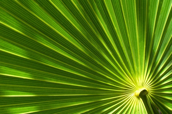 Пальмовый лист Стоковое Изображение