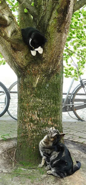 Две игривые кошки и дерево — стоковое фото