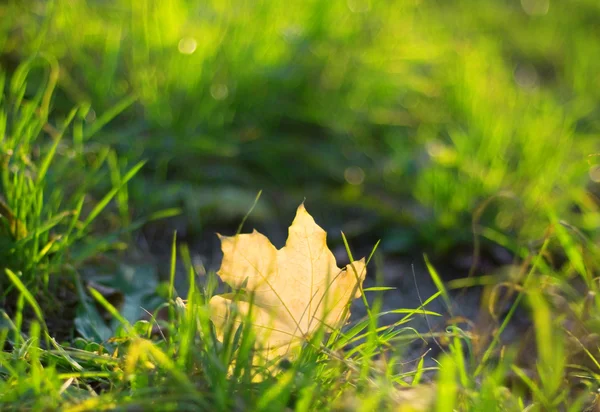 stock image Autumn