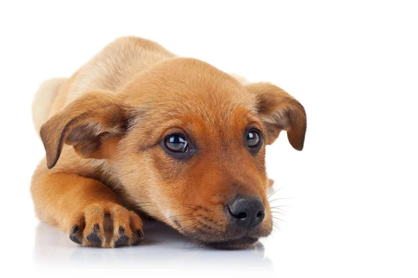 Cute stray puppy dog — Stock Photo, Image