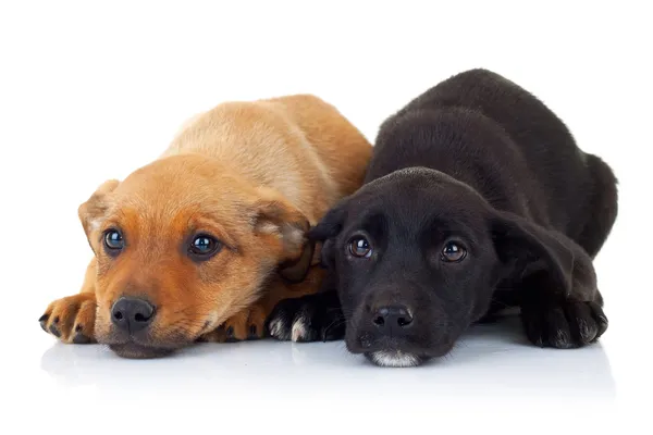 Szomorú arcokat két kóbor kölyök kutyák — Stock Fotó
