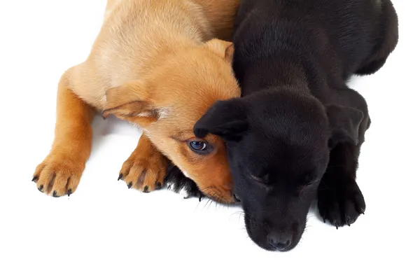 Picture from above of two stray puppy dogs — Stock Photo, Image