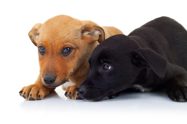 Πλάγια όψη της δύο σκυλιά αδέσποτο κουτάβι που ξάπλωμα — Φωτογραφία Αρχείου