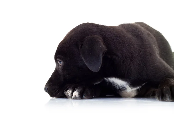 孤独的小黑色小狗的侧视图 — 图库照片
