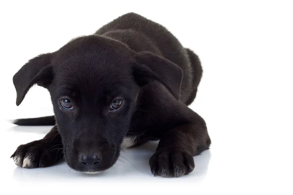 Lonely stray puppy dog lying down — Stock Photo, Image