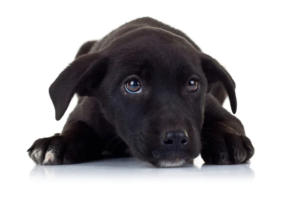 Λυπημένα μάτια του ένα μαύρο μικρό σκυλί αδέσποτο κουτάβι — Φωτογραφία Αρχείου