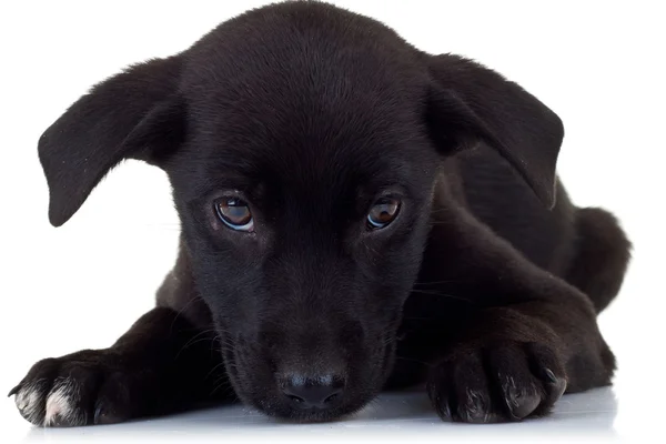 슬픈 작은 강아지 — 스톡 사진