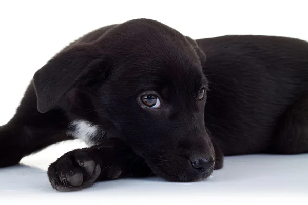 Side view of a stray black puppy dog — Stock Photo, Image