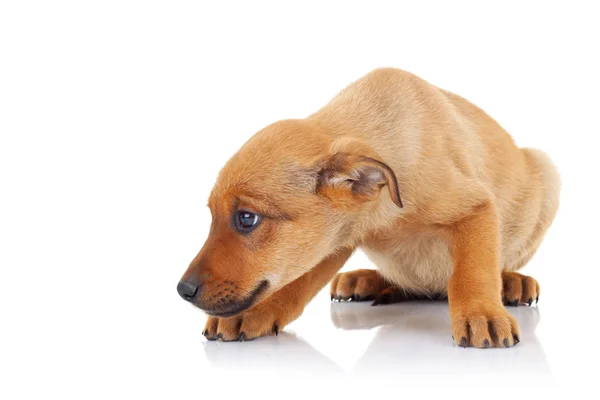 Widok z boku brązowy szczeniak bezpańskich psów — Zdjęcie stockowe