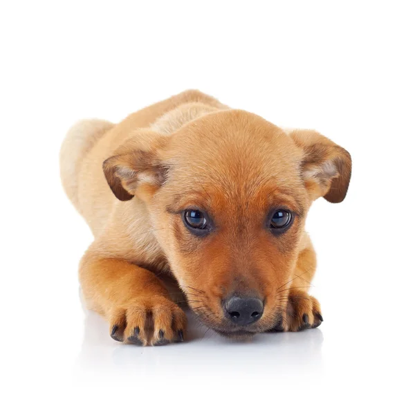 Droevig gezicht van een bruin verdwaalde puppy hondje — Stockfoto