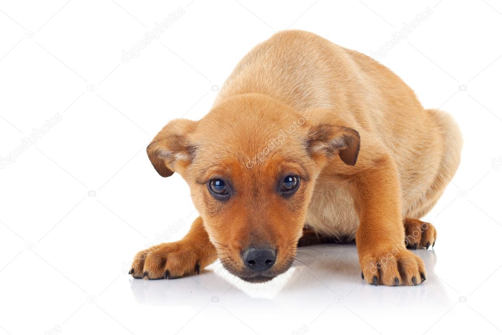Cute brown stray puppy dog