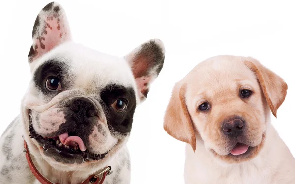 Labrador retriever and french bull dog puppy dogs — Stock Photo, Image
