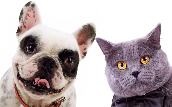 イギリスの短い髪の灰色の猫とフランスのブル犬子犬犬 — ストック写真