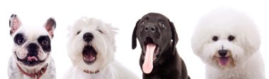 Four amazed puppy dogs clipart