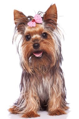 Yorkshire terrier puppy dog sitting and panting clipart