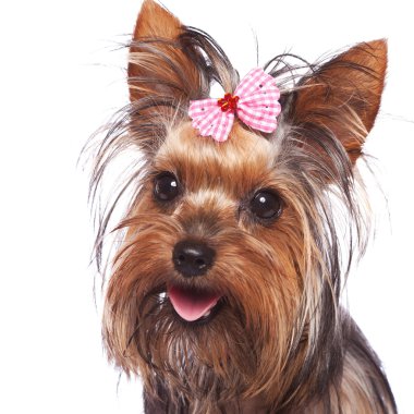 bebek yüz yorkshire terrier köpek yavrusu