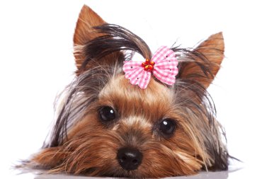 sevimli yorkshire terrier yavru köpek biraz üzgün bakıyor