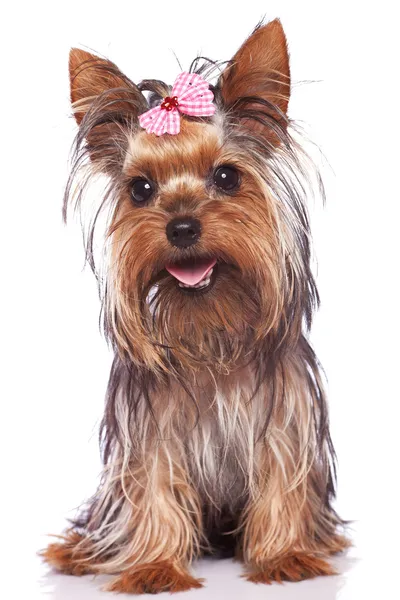Yorkshire terrier puppy dog sitting and panting — Stock Photo, Image