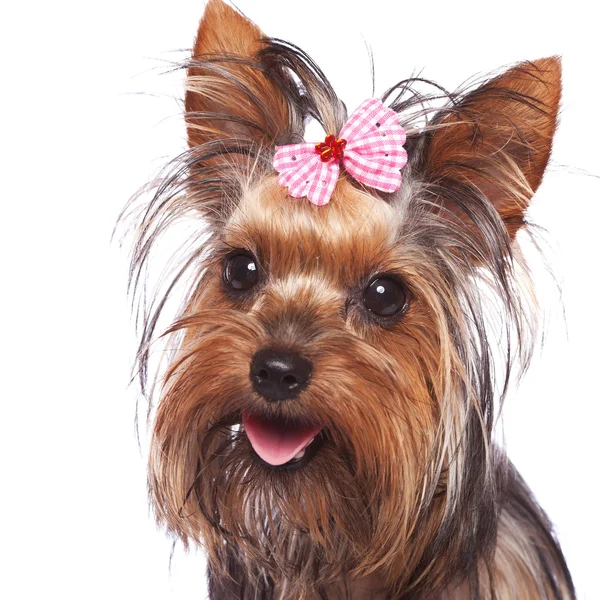 Baby face yorkshire terrier welpe hund — Stockfoto