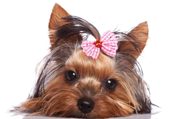 Cute yorkshire terrier puppy dog looking a little sad — Stock Photo, Image
