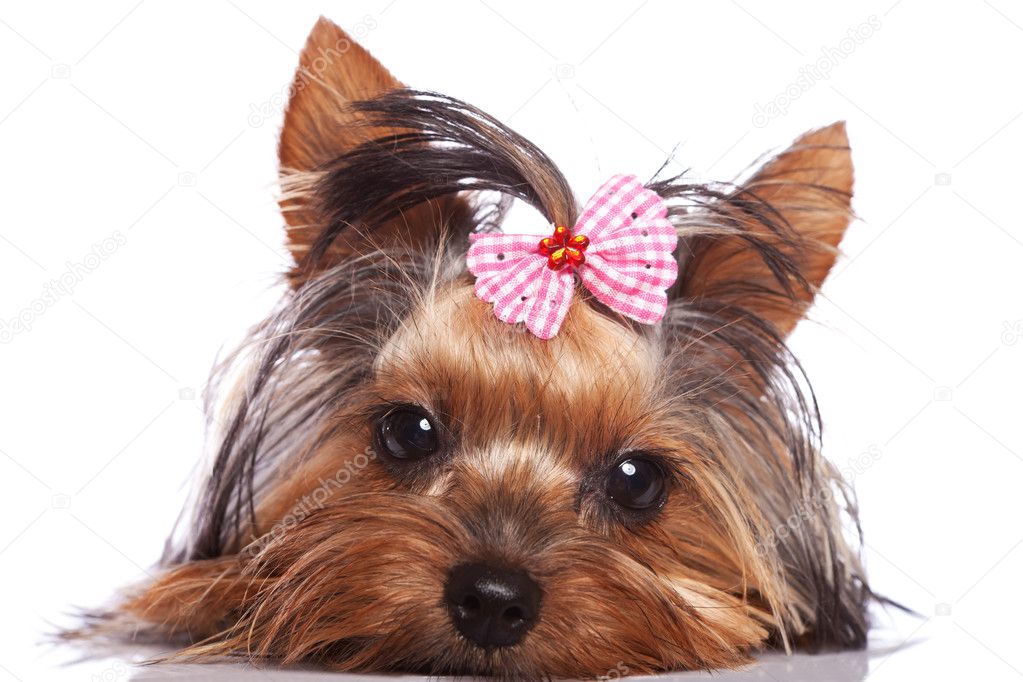 Cute yorkshire terrier puppy dog looking a little sad