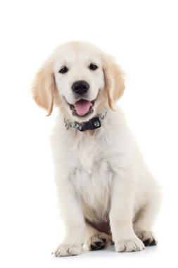 Labrador puppy dog sitting and looking at the camera clipart