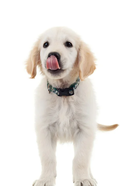 Adorable yellow labrador puppy dog stares and licks its nose — Stock Photo, Image