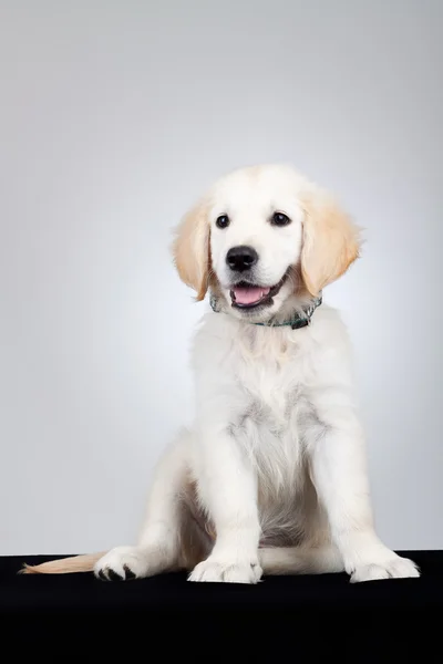 Roztomilý zlatý retrívr štěně sedící — Stock fotografie