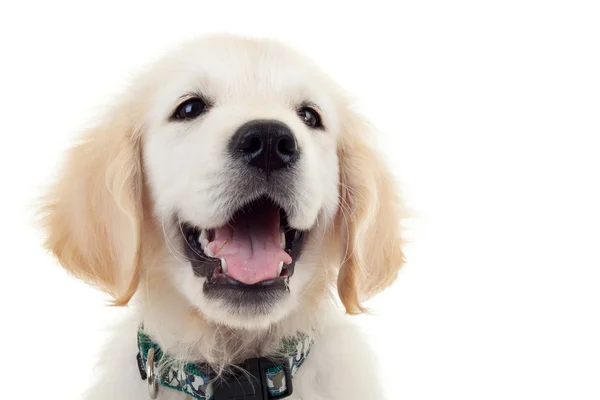 Labrador retriever pup hond op zoek naar een kant — Stockfoto