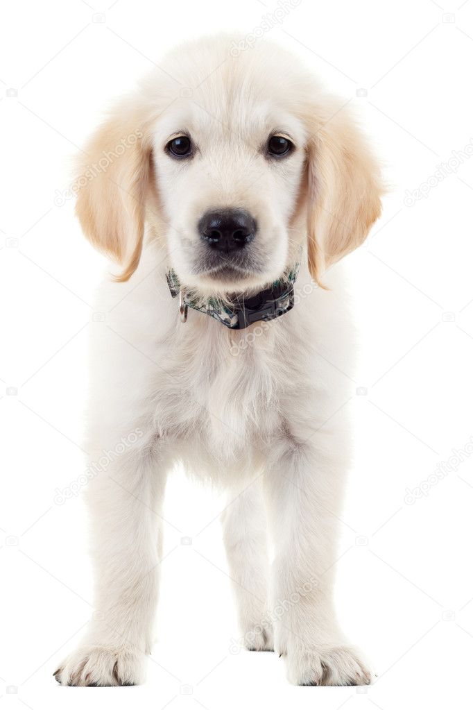 Labrador retriever puppy dog standing, looking at the camera