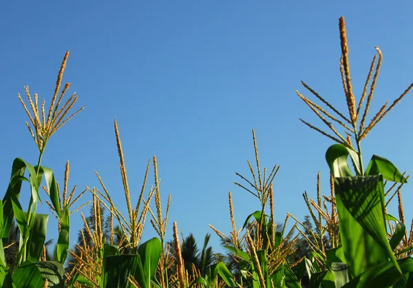 Rostliny kukuřice — Stock fotografie