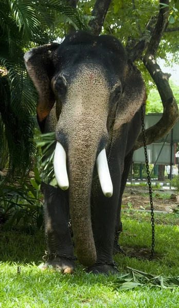 Indiai elefánt — Stock Fotó