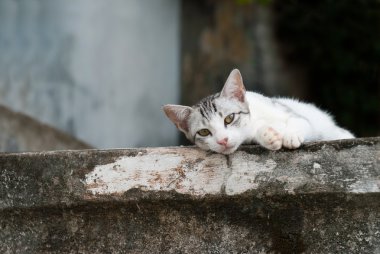 rahatlatıcı kedi