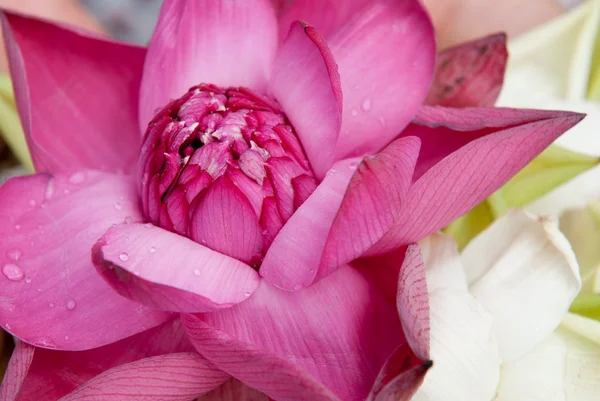 stock image Lotus flower