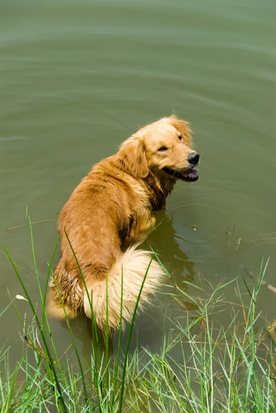 물에 빠진 개 — 스톡 사진