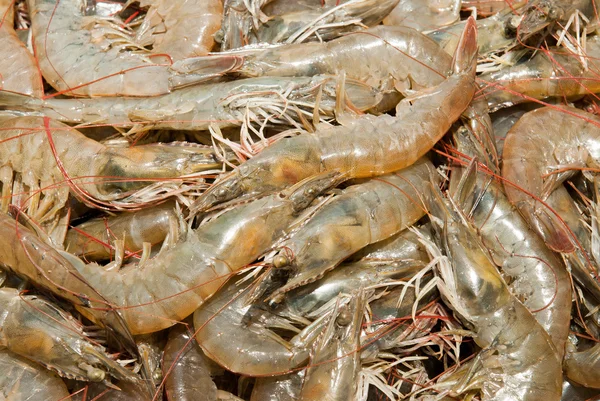 stock image Fresh catch of prawns