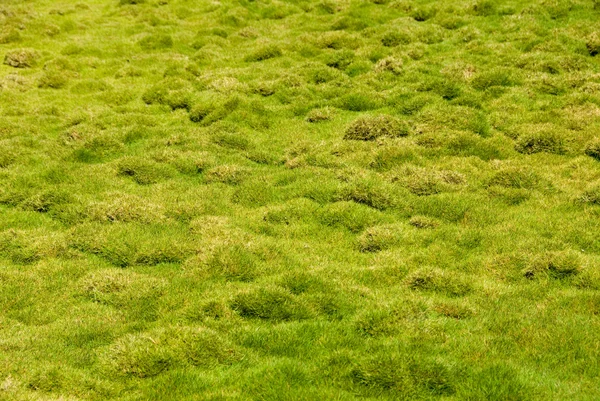 Patch di erba — Foto Stock